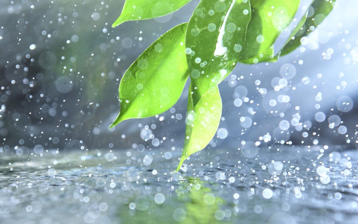 Plants may literally hear the sound of approaching rain, study finds