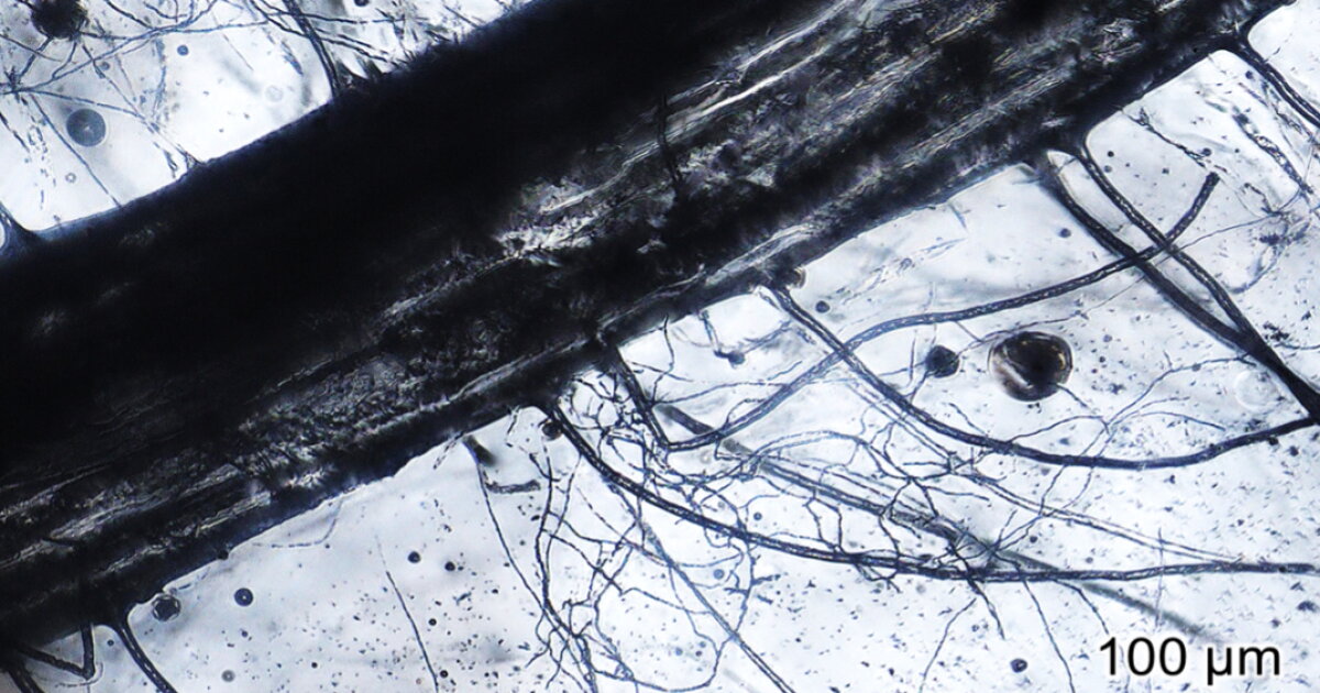 Root Lab Plant-root casts could find use in lab-grown organs and more
