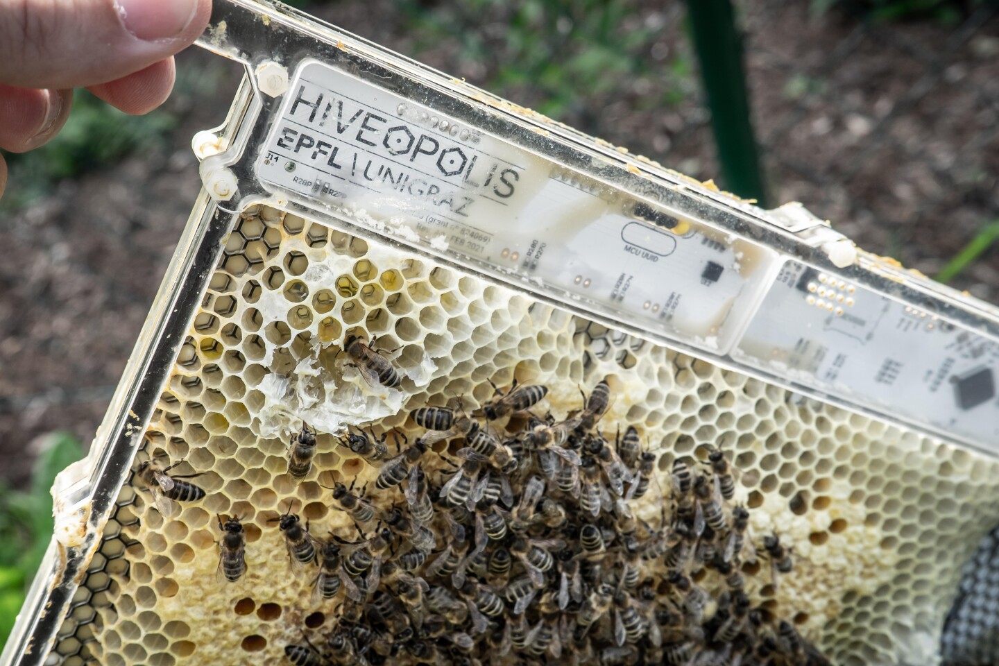 The robotic hive encouraged the bees natural behaviors while also providing heating when needed
