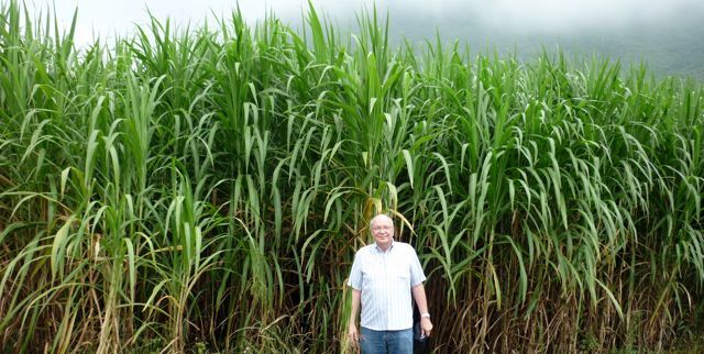 VIASPACE CEO Dr. Carl Kukkonen in front of a crop of Giant King Grass