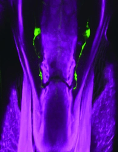 The green fluorescence marks where the IR60b genes are being expressed, in the fruit fly's throat