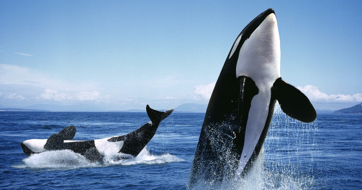 Killer whales use kelp tools for grooming in rare behavior Killer whales use kelp tools for grooming in rare behavior