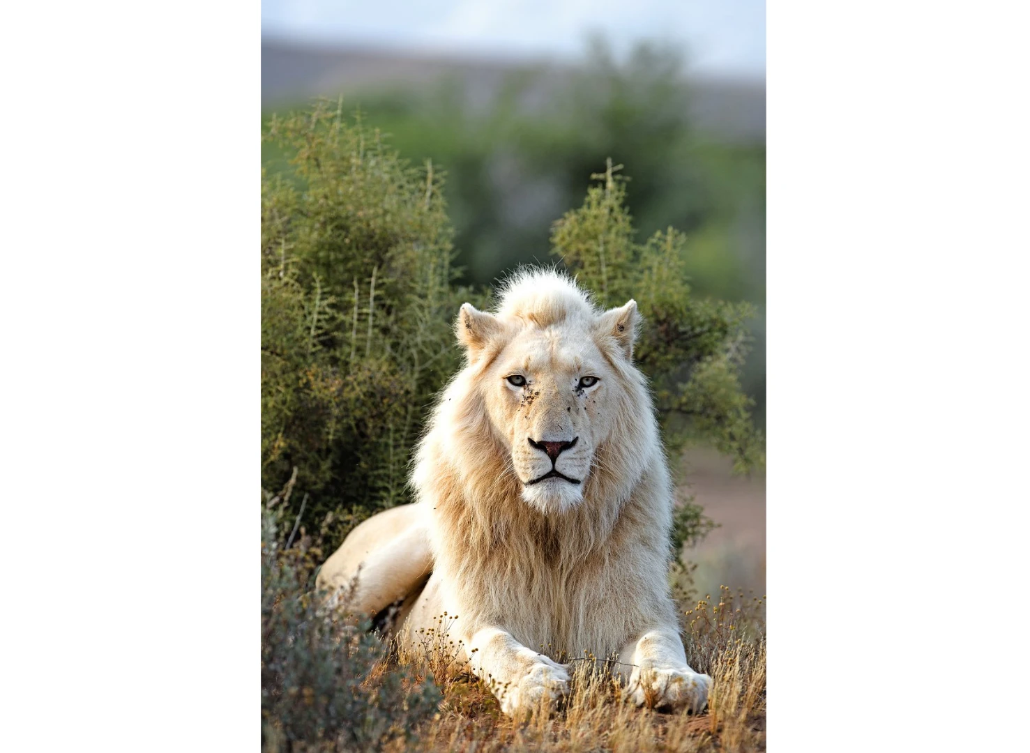 A judge's pick, the Great White Lion
