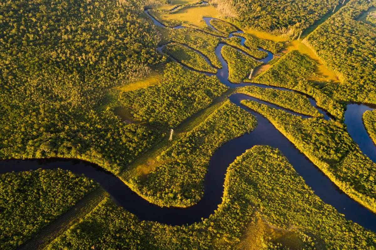 The Amazon rainforest in Brazil is home to a multitude of species, which could be sources of new medicines – if they survive