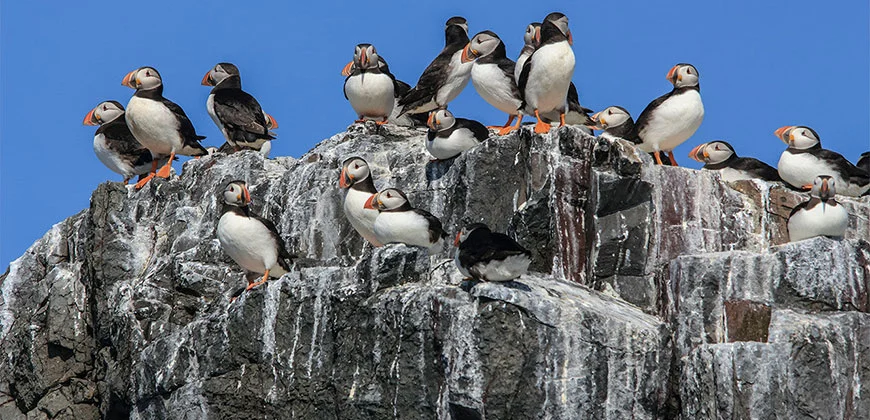 The researchers calculate that the cooling effect could exceed 1 W per meter squared near the biggest bird colonies