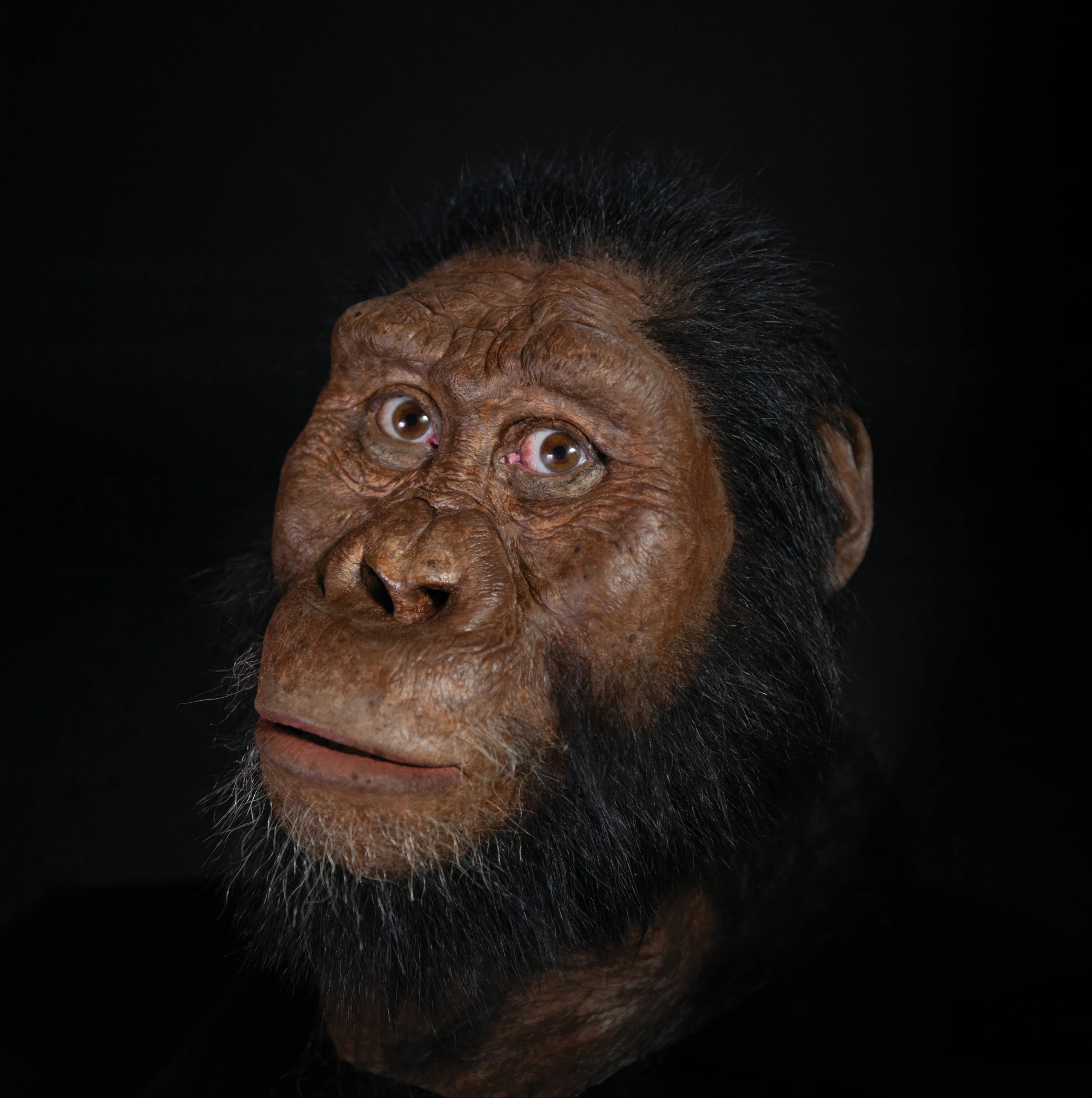 A facial reconstruction of Australopithecus anamensis, based on a newly found, almost-complete skull