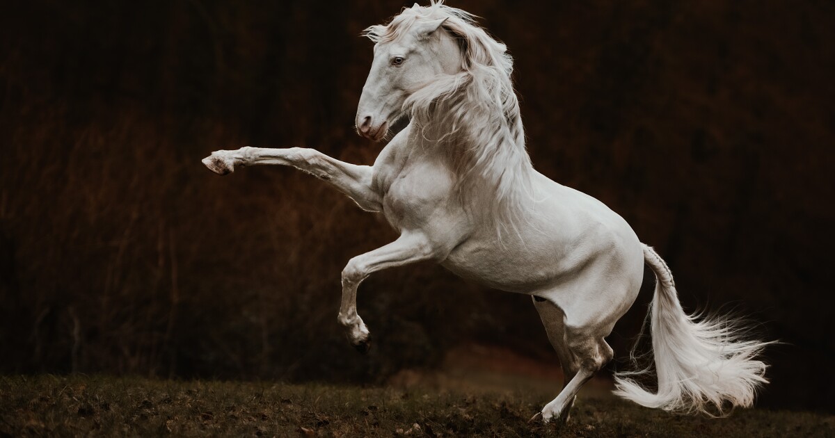 Lorea Hausheer (Switzerland) – Shortlist, Open Competition in Motion