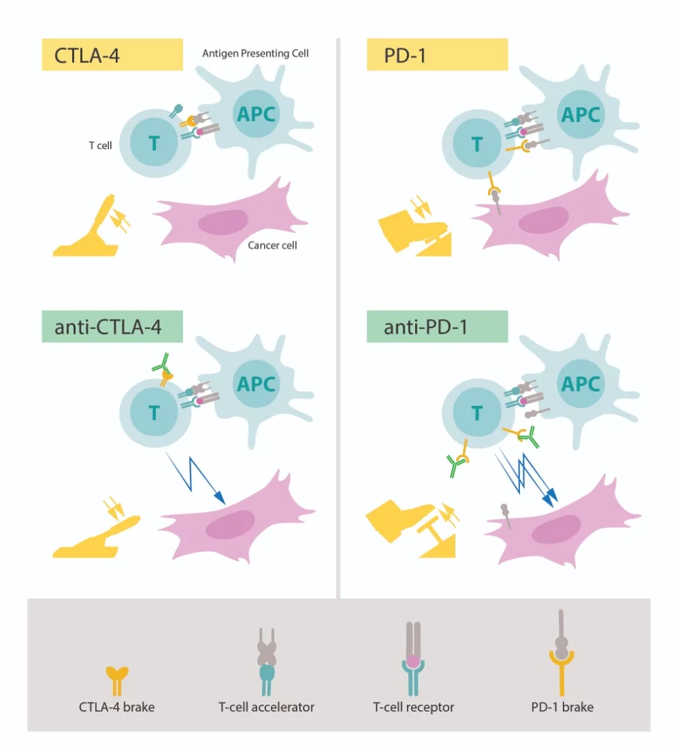 The top two images show T cells with the "brakes" on (CTLA-4 and PD-1), while in the bottom images antigens (green) have been introduced to release those brakes and improve the immune system's response to cancer