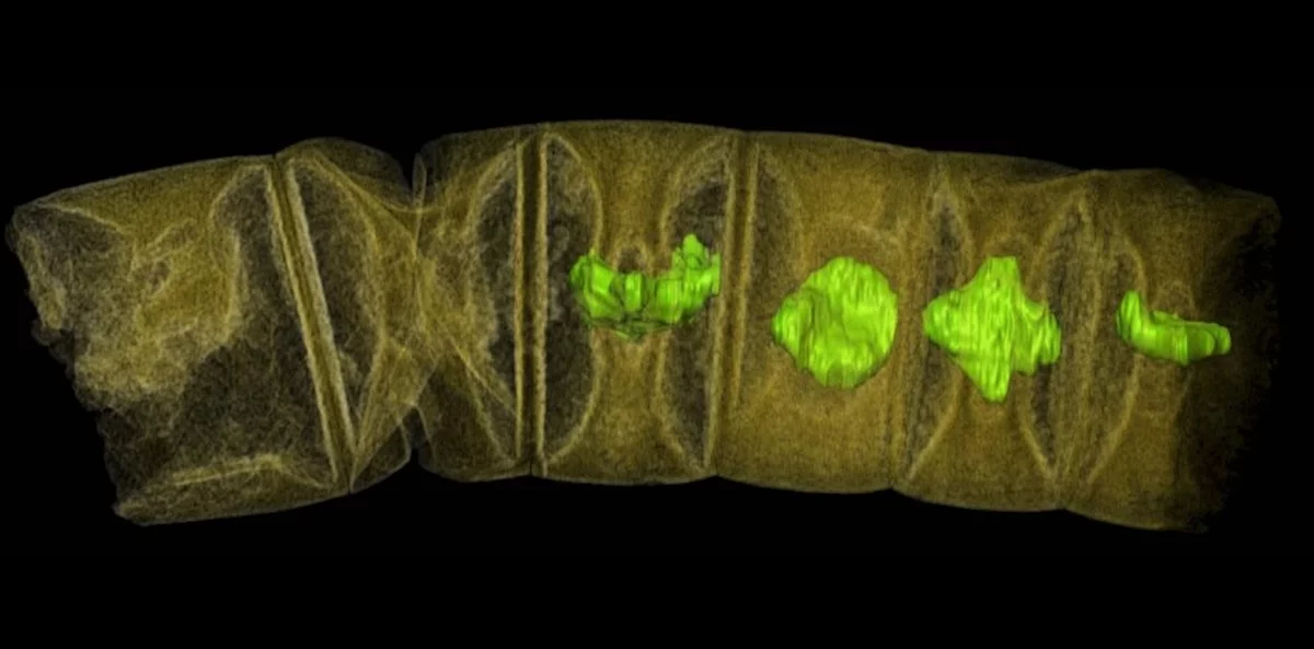 This thread-shaped red algae fossil is one of the oldest known plant-like fossils, and pushes back the start date of multicellular life by several hundred million years