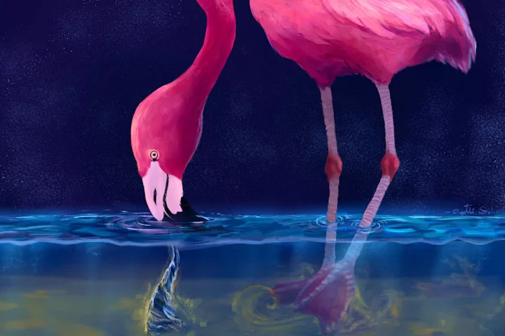For the first time researchers have captured a novel predatory behavior from flamingos
