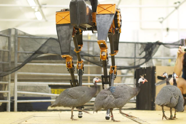 A robot and its inspiration in miniature (Photo: Oregon State University)