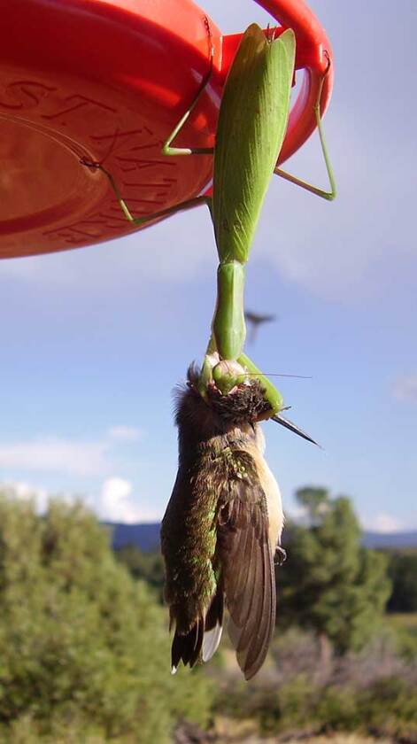 Several alien species were introduced into the US in the late 1800s as a form of biological pest control
