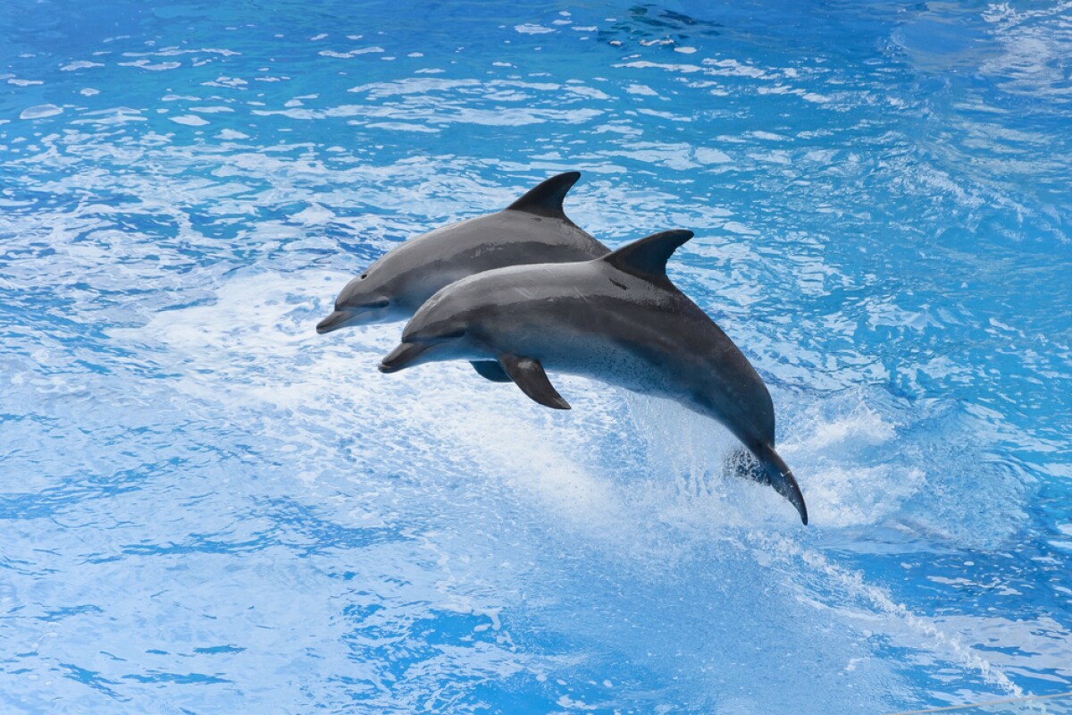 Dolphins inspire a new bomb-detecting system