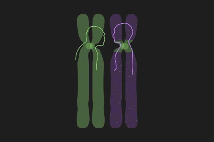 Geneticists have discovered some of the most ancient pieces of human DNA hiding in the centromere, the middle section of the chromosome