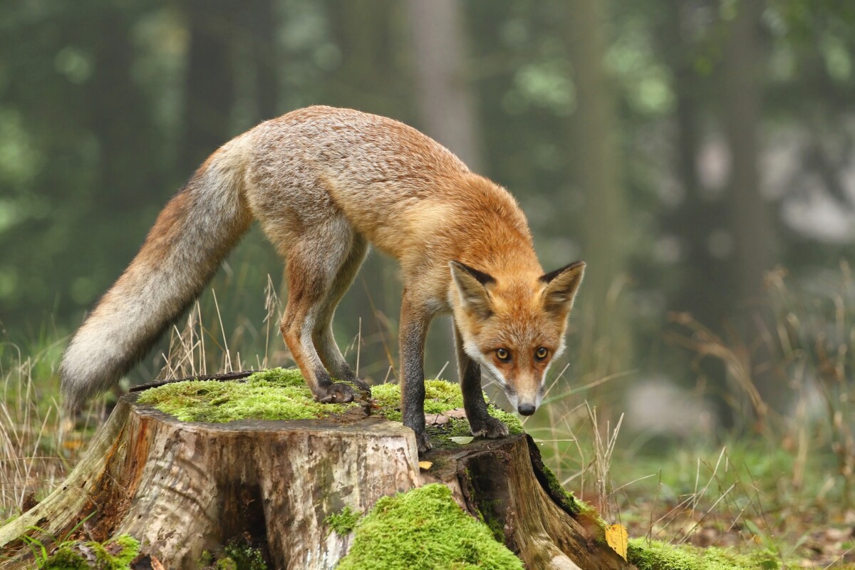 study suggests foxes lived off human leftovers 40 000 study suggests foxes lived off human leftovers 40 000