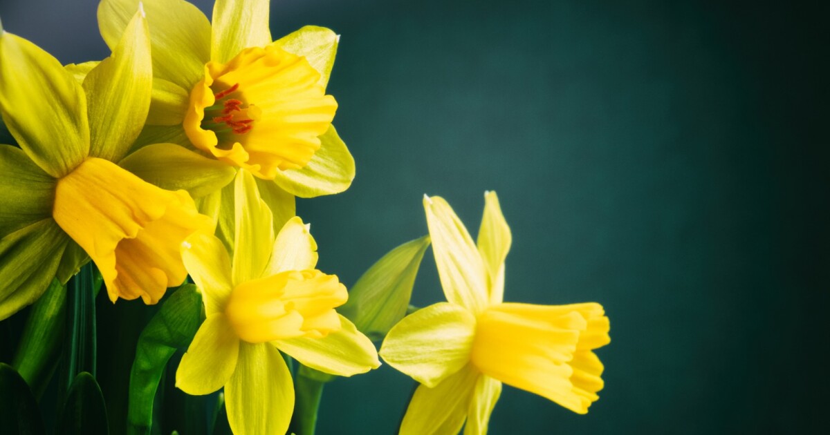 Daffodils may contain a cancerkilling compound