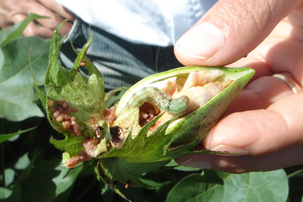 The cotton bollworm is hybridizing with the corn earworm in ways that could result in a damaging mega-pest
