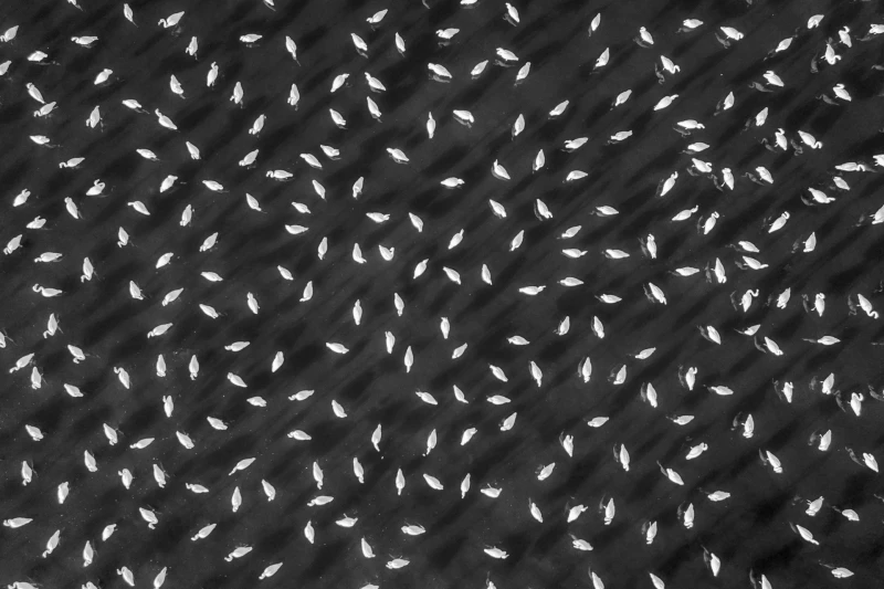 Rice: Commended in the Abstract category