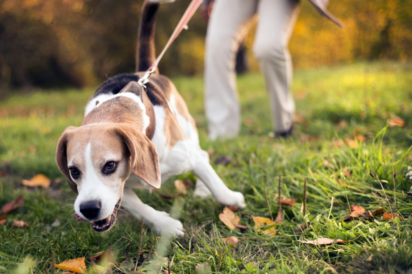 Elderly women were most at risk of suffering hand and wrist injuries while dog walking, caused by things like leash pulling