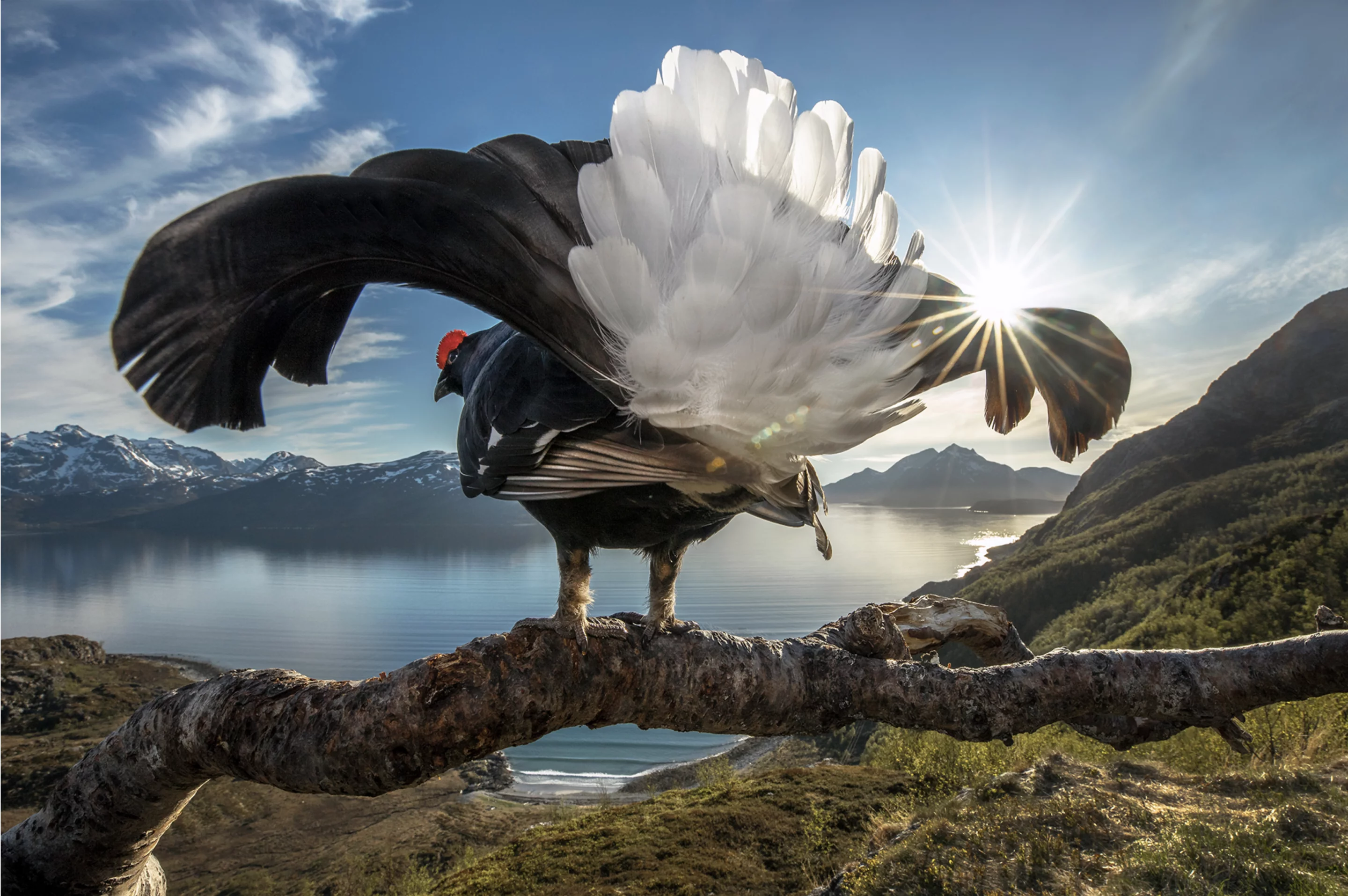 Taking Center Stage by Audun Rikardsen, Grand Prize Winner, Tromsø, Norway.