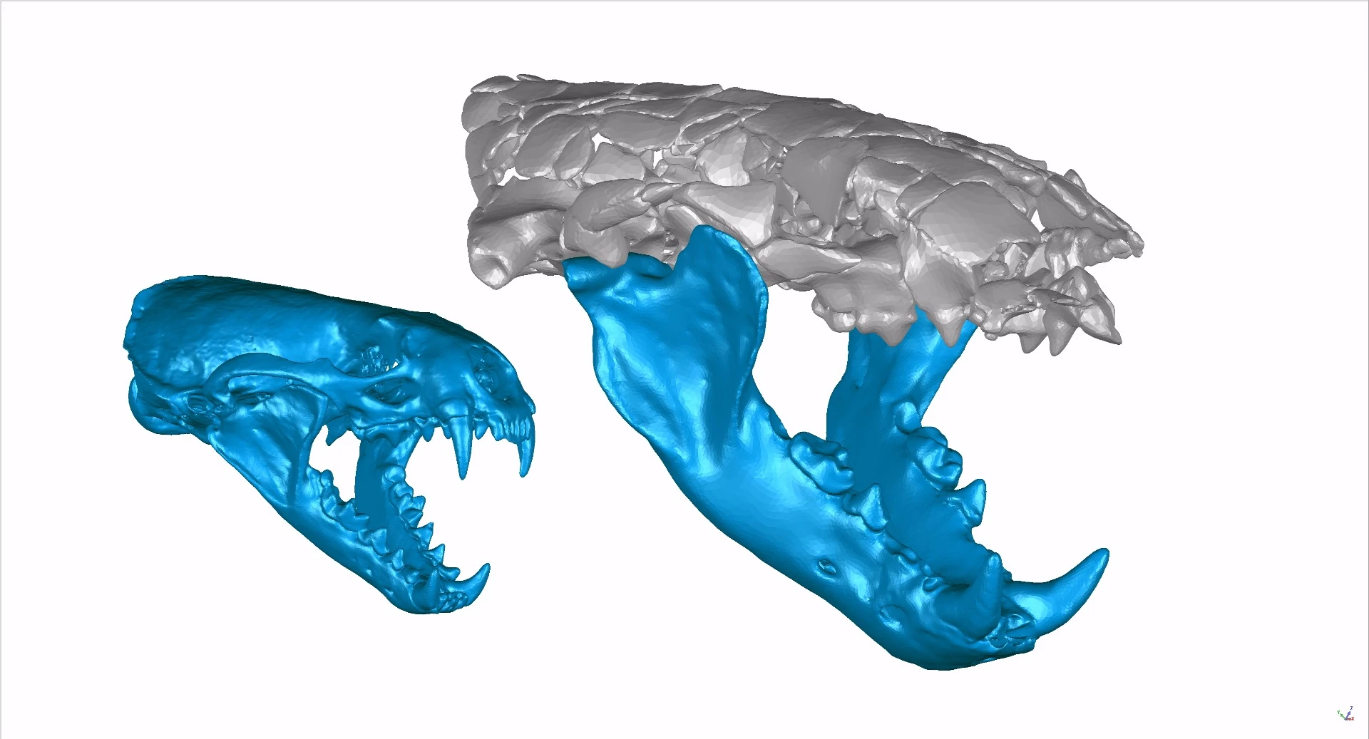 3D reconstruction of the skull and jaws of Siamogale melilutra