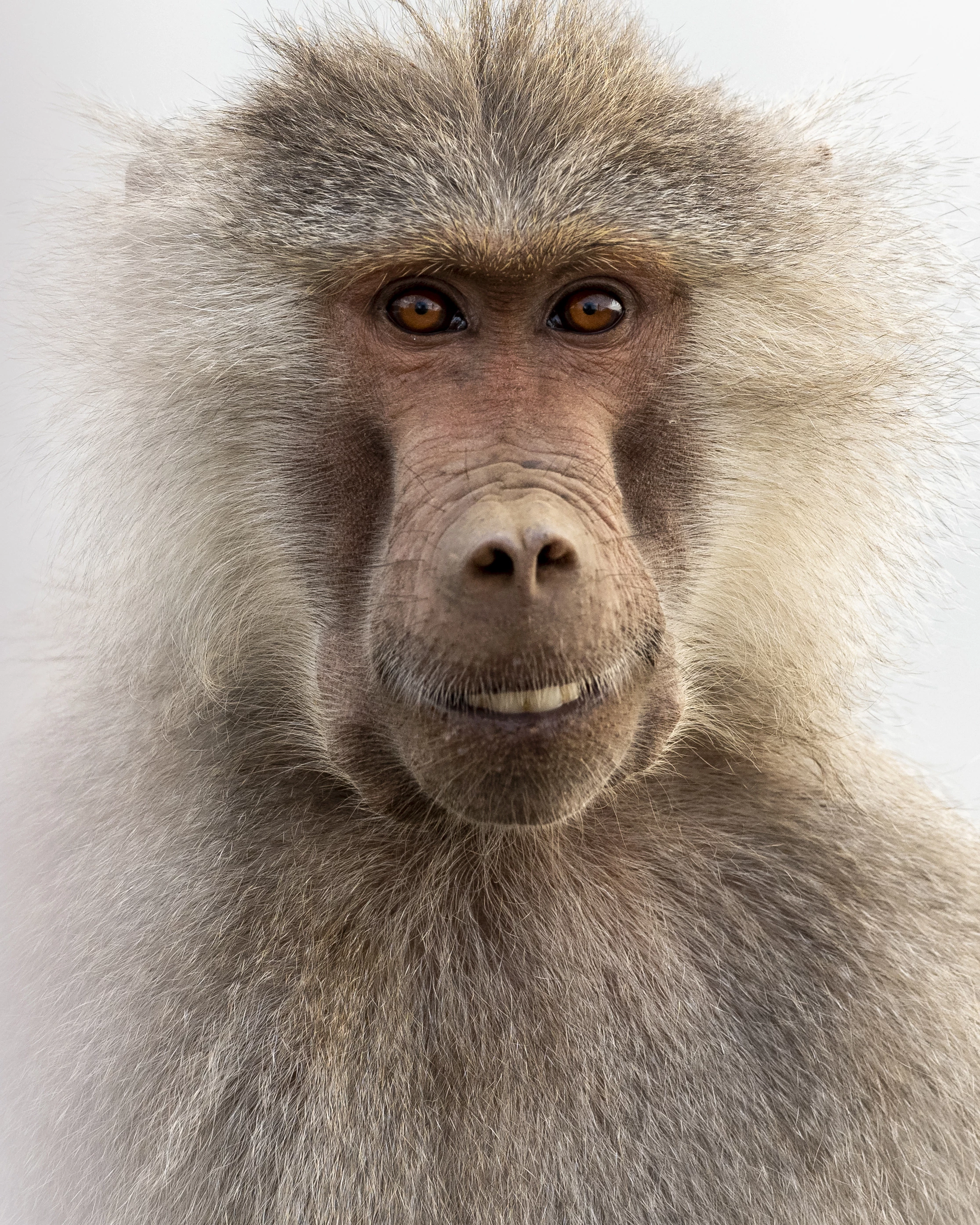 "cute". Monkey, Saudi Arabia