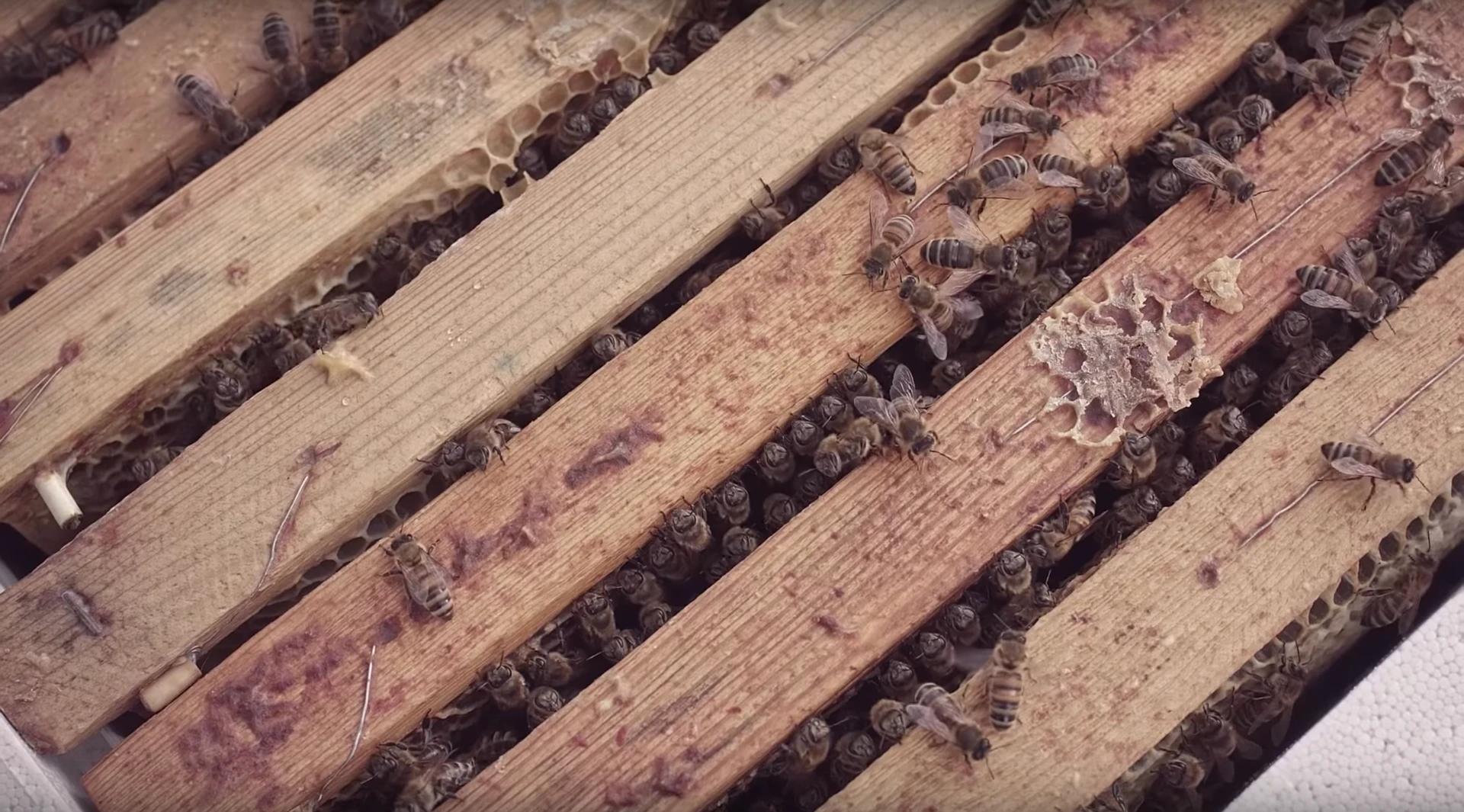 The decline of bees, other pollinators and insects more generally is a well-documented phenomenon