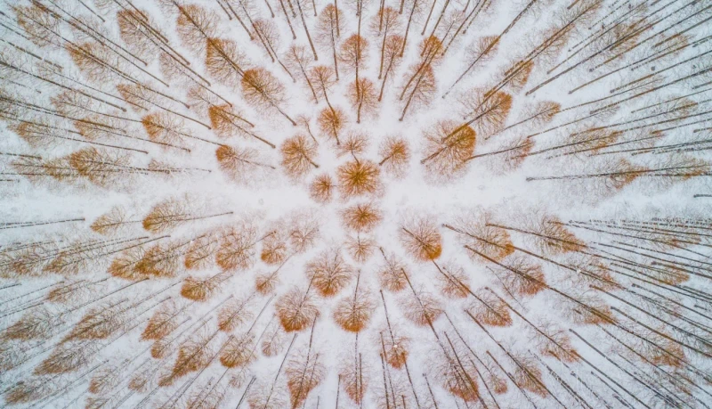 Dreamy Sequoia Groves: Commended in the Nature category