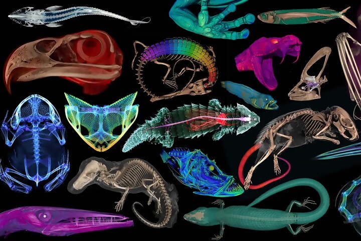 The openVertebrate (oVert) project allows free access to images of over 13,000 vertebrates