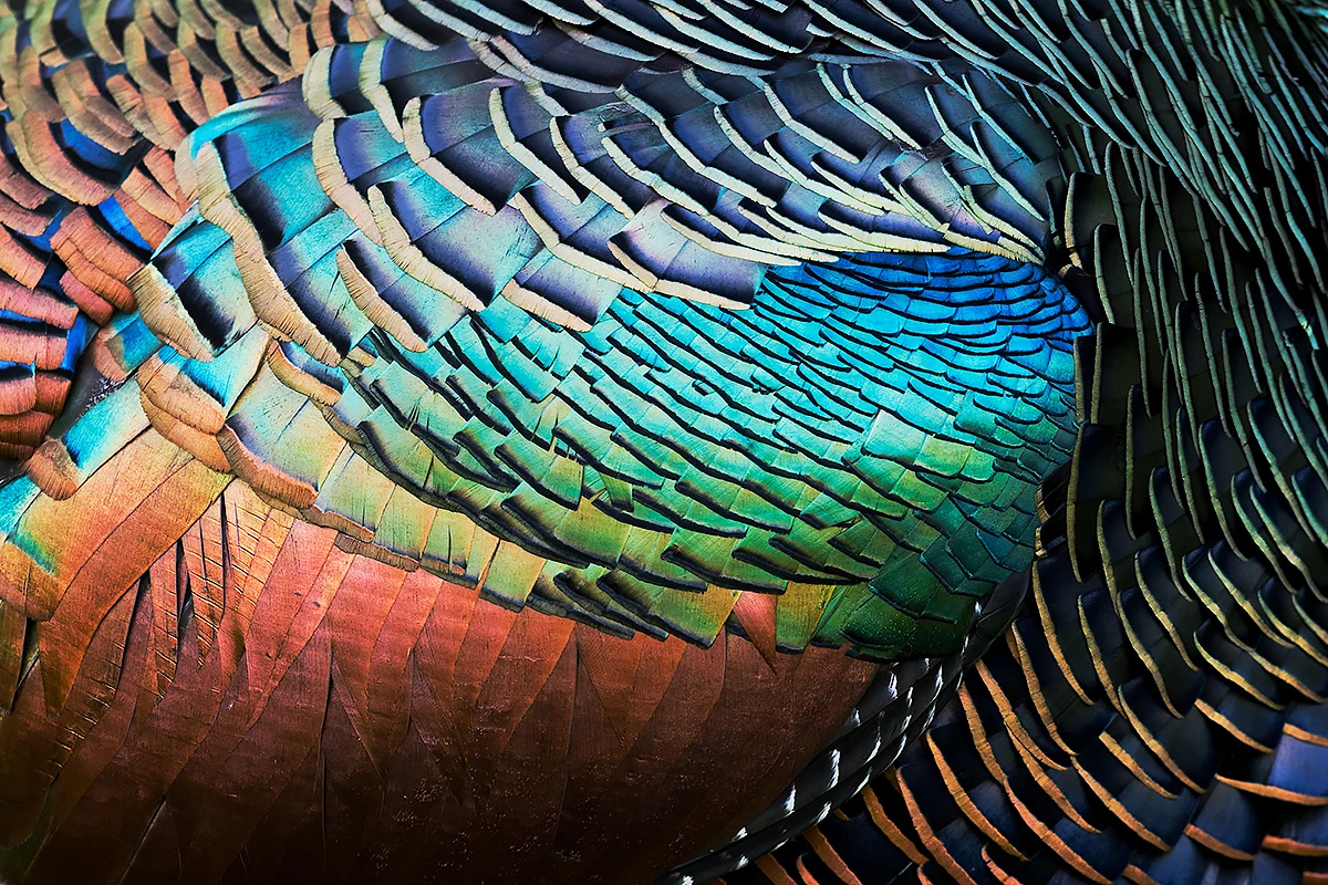 Silver, Attention to Detail. Rainbow of the Forest. Ocellated Turkey (Meleagris ocellata). Tikal, El Péten, Guatemala