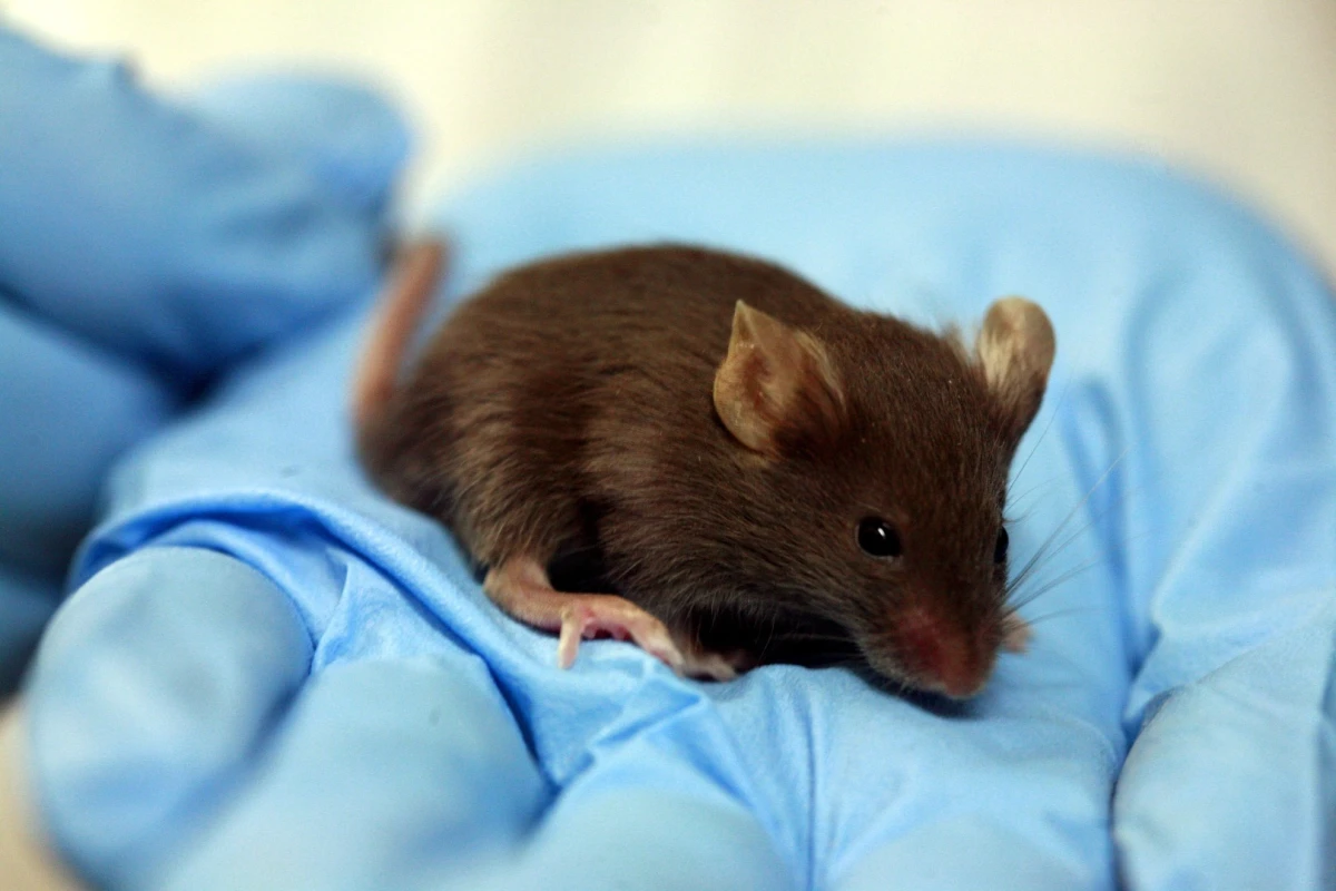 Mefenamic acid reversed memory loss in transgenic lab mice