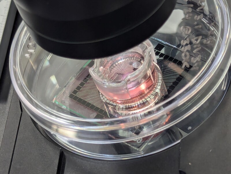 Vista de una muestra biotecnológica bajo un microscopio, con un chip transparente y un líquido rosado en su interior. El sistema parece estar diseñado para la observación y experimentación con células o tejidos en un entorno controlado.