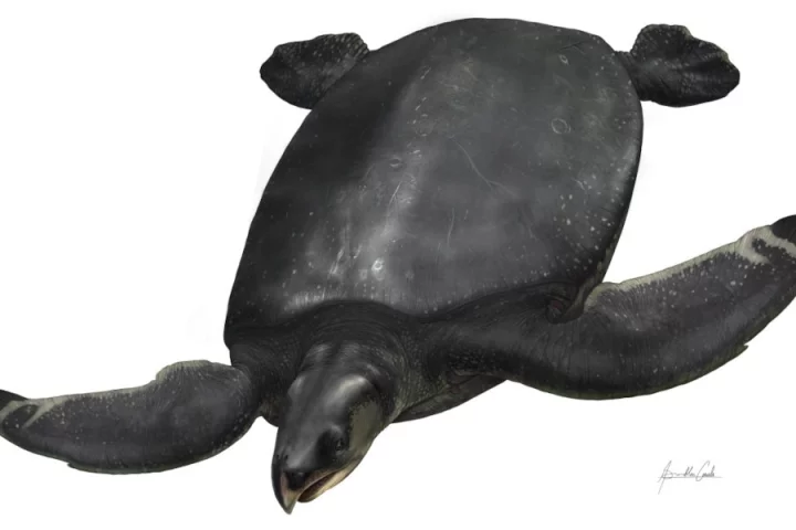 An artist's impression of Leviathanochelys aenigmatica, a giant species of turtle that's recently been discovered