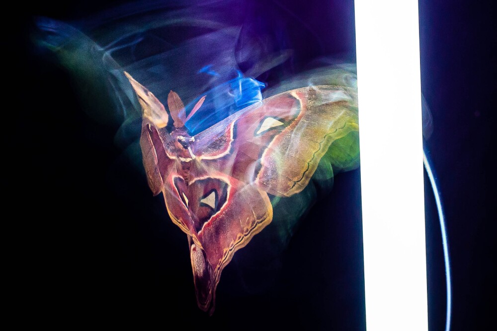 A moth flies keeps its back oriented towards the light source in an experiment
