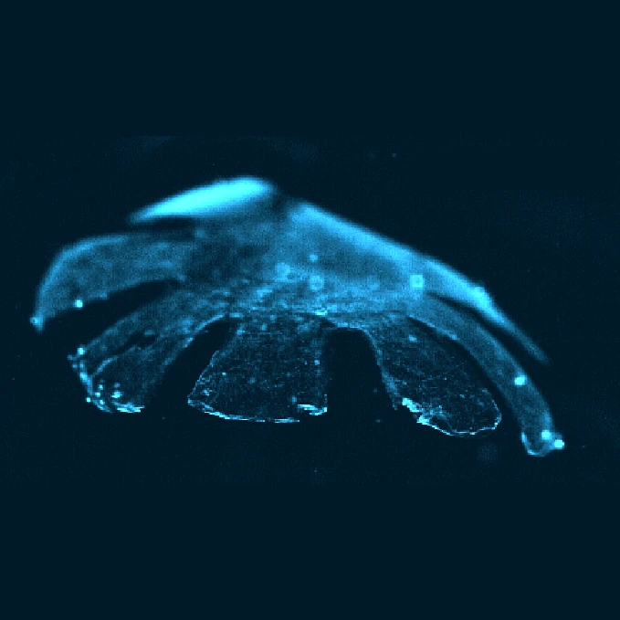 Colorized image of the tissue-engineered jellyfish, "swimming" in a container of ocean-like saltwater (Image: Caltech and Harvard University)