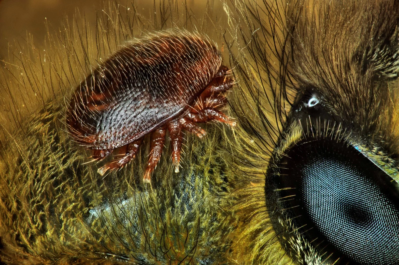 15th Place, Varroa destructor (mite) on the back of Apis mellifera (honeybee)