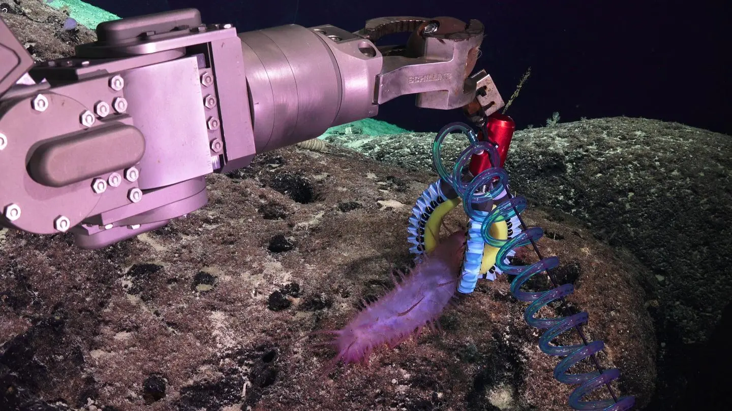 The gripper grasps a sea cucumber