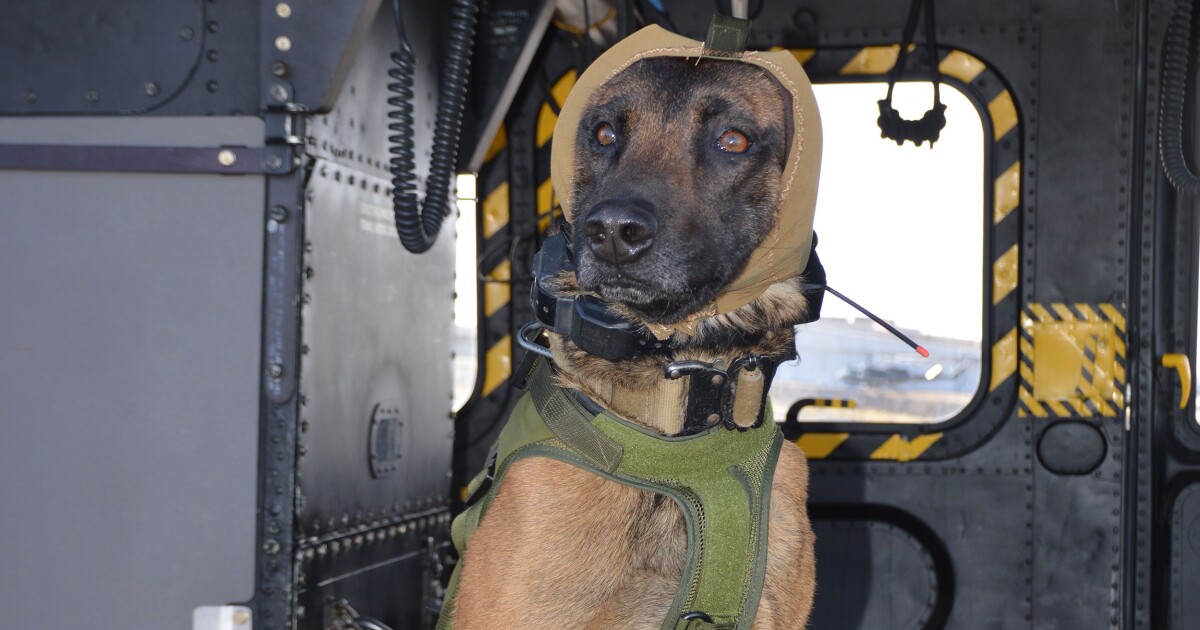 Padded Hood Is Made To Protect Army Dogs Hearing