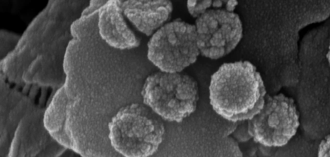 New water-purifying synthetic nanoscavengers can be removed from water magnetically (Photo: Mingliang Zhang, Stanford School of Engineering)