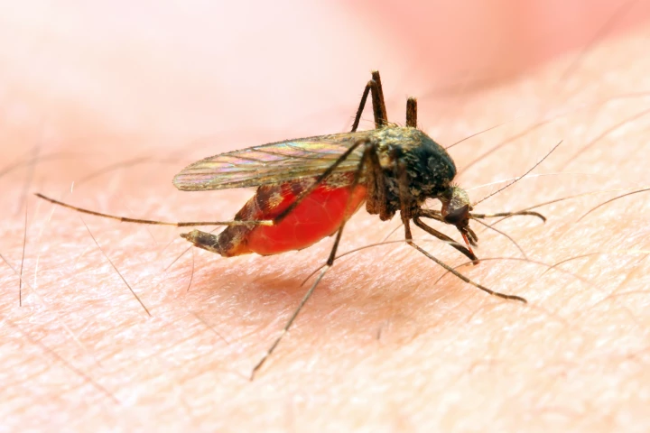It may soon be possible to determine a captured mosquito's point of origin, by reading a DNA "barcode" it ingested in its larval state