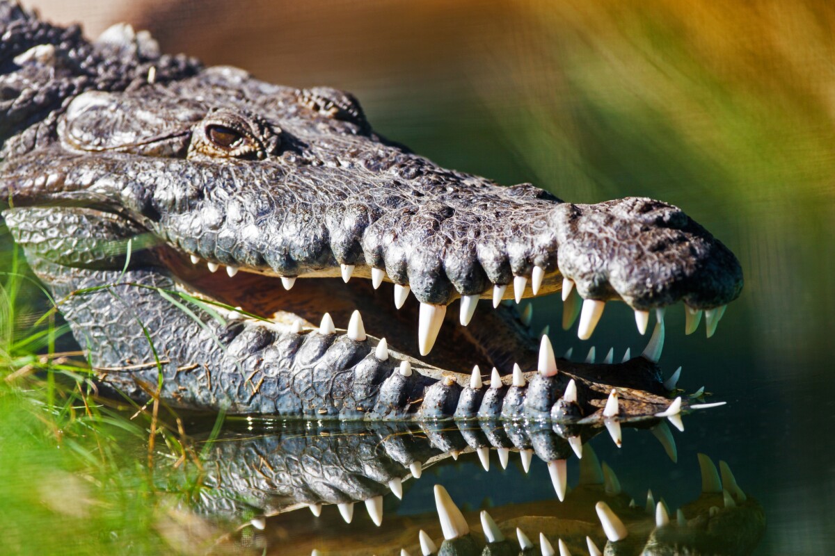 Scientists have observed the first known case of a female crocodile undergoing a "virgin birth," without needing a male