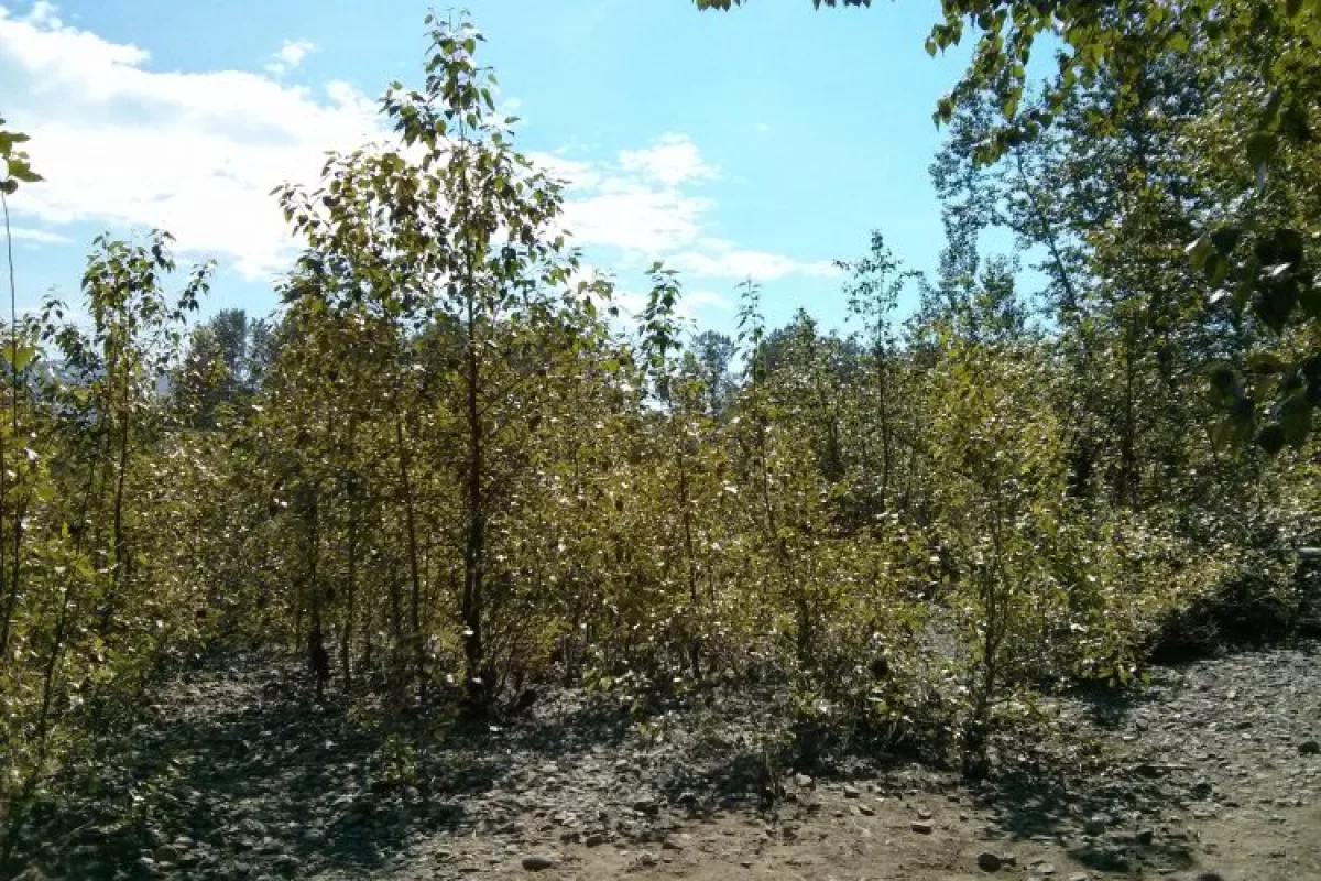 The endophyte bacteria used in the study were gathered from wild poplar trees growing along the Snoqualmie River in Western Washington