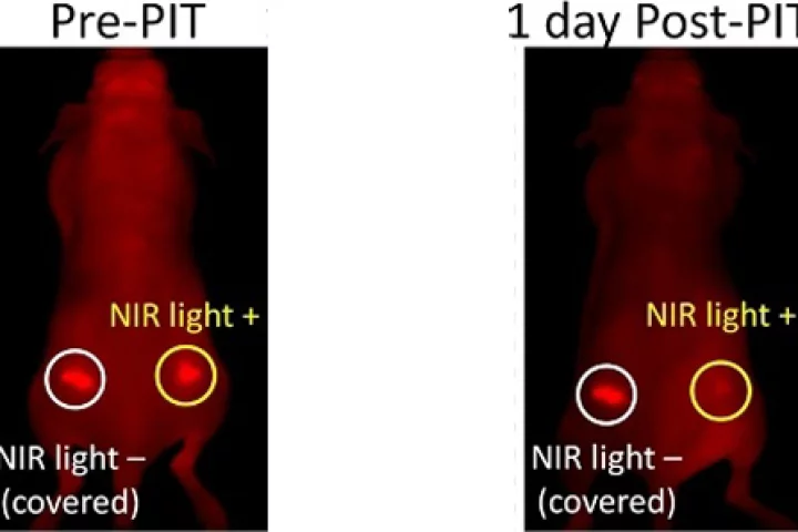 Image of a mouse with implanted tumors before and after receiving photoimmunotherapy (PIT) (Photo: NCI)
