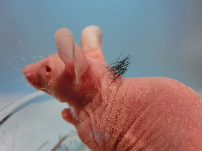 A previously hairless mouse following an implantation of bioengineered hair follicles recreated from adult tissue-derived stem cells - side view