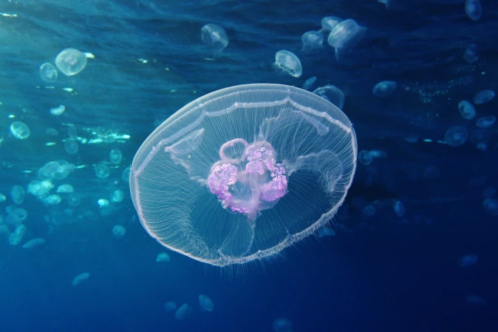 Researchers have drawn inspiration from the moon jellyfish to develop a highly efficient swimming robot