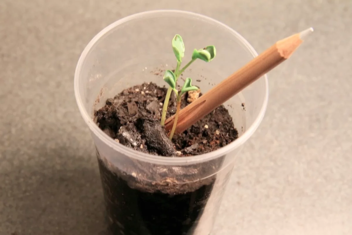Sprout is the name of a new brand of pencil which comes with a seed in the end – when the pencil has reached the end of its usefulness, the stub can be planted in soil