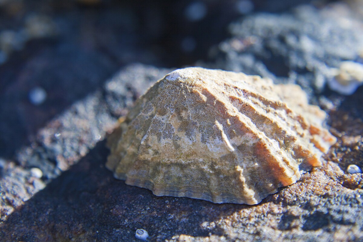 Limpets sink their teeth into world's strongest natural material crown
