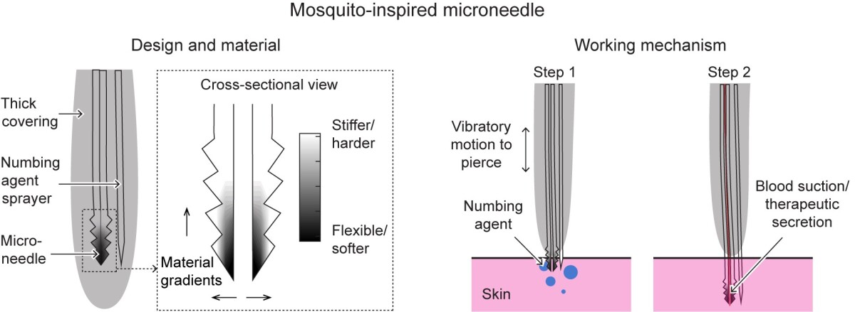 The anatomy of a mosquito-inspired micro-needle