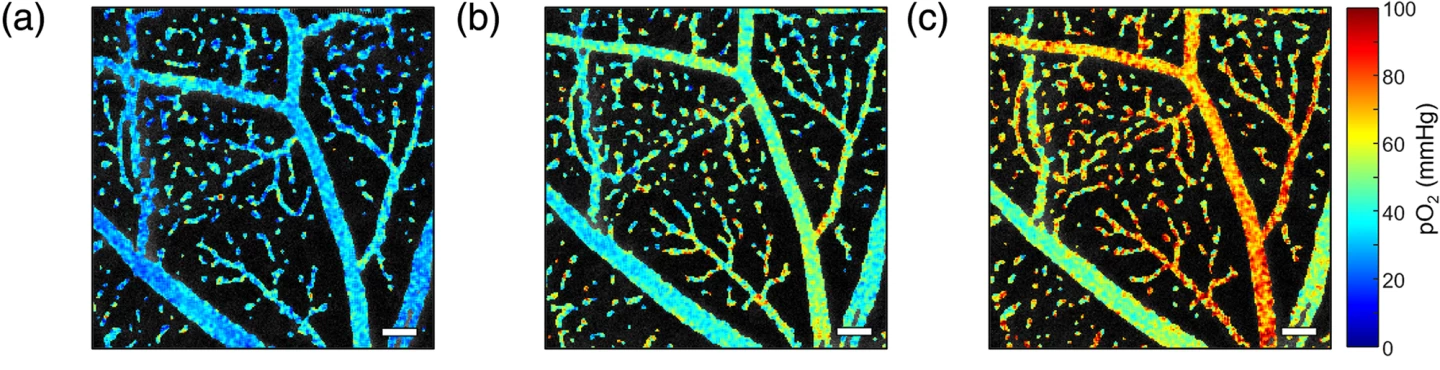 Microvasculature oxygen partial pressure maps at systemic oxygen levels from 69% (left), 78% (middle), and 88% (right)