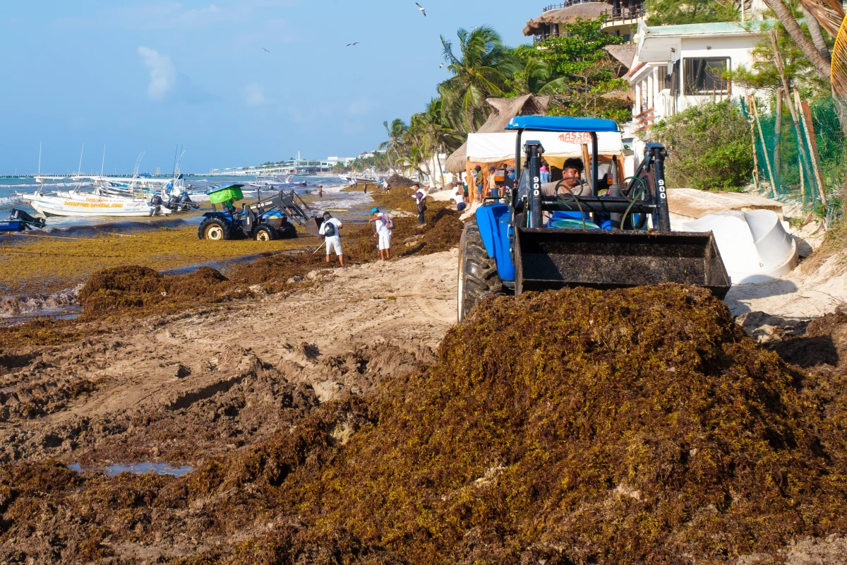 Workers remove Sargassum seaweed from the beach in Playa del Carmen, Mexico